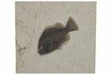 Fossil Fish (Cockerellites) - Green River Formation #211213-1